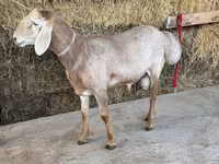 Ram, Arashan sheep — photo 2
