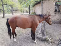 Адуу, Karachay horse — 5 зураг