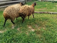 Ոչխար, Ոչխարներ — լուսանկար 3