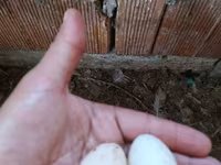 Chickens — รูปภาพ 4