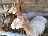 Baran, Arashan sheep — zdjęcie 4