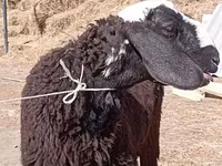 Ovan, Edilbay sheep — fotografija 5