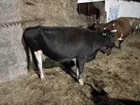 ძროხა, Russian Black pied cattle — ფოტო 1