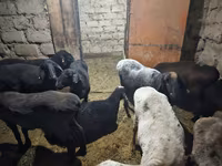 Хонь, Hissar sheep — 6 зураг