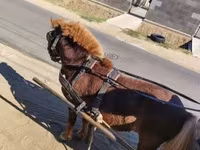 گھوڑا, گھوڑے — تصویر 1