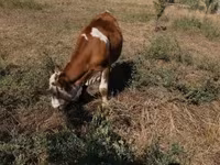 ثور, بقرة ليموزين — الصورة 6