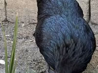 Australorp — foto 6