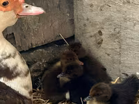 Ducks — 7 зураг