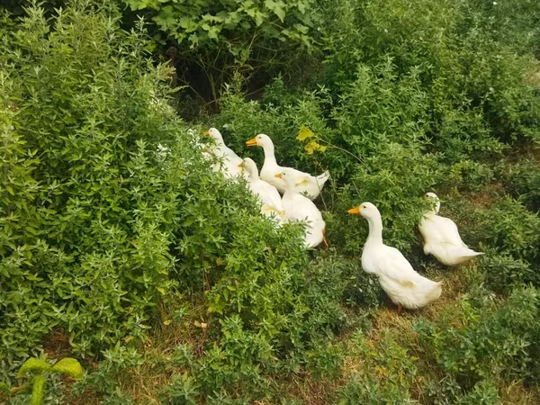 Ducks