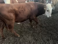 Toro, Simmental cattle — foto 4