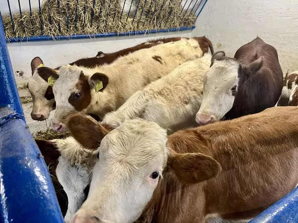 گاو ماده, Simmental cattle