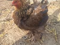 Chickens — zdjęcie 5