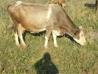 Ko, Simmental cattle — foto 4
