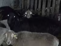 قوچ, Hissar sheep — عکس 1