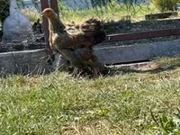 브라마 — 사진 2