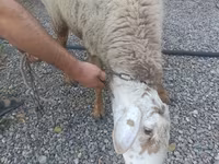 Ram, Schapen — foto 2