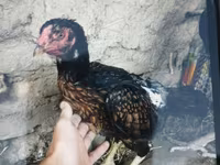 Japanisches Bantam — Foto 2