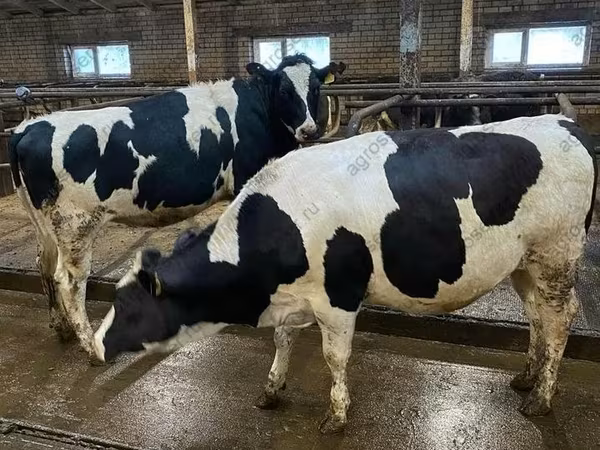 Ko, Holstein-race