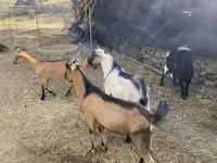 Oğlak, Alpine goat — foto 3