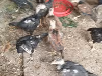 Chickens — الصورة 8