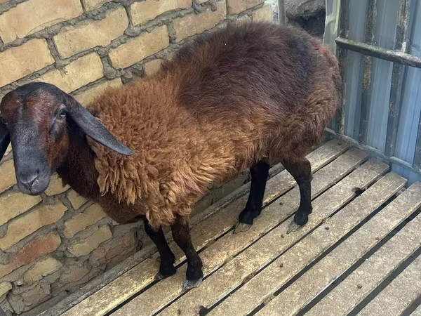 公羊, Sheep