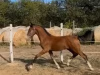 Hingst, Dutch warmblood horse — foto 3