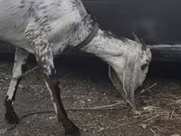 Коза, Nubian Goat — снимка 5