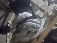 Turkeys — foto 6