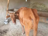 گاو ماده, گاو — عکس 1
