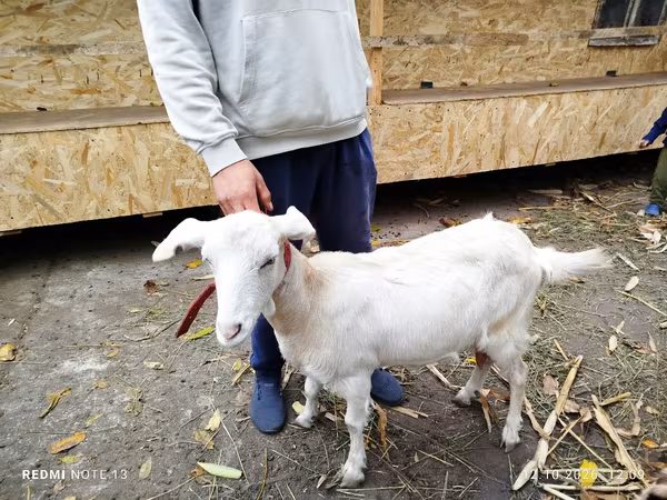 Goat, Nubian Goat