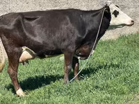 Lembu betina, Cattle — foto 7