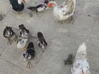 domaća muskovska patka — fotografija 8