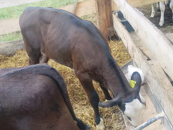 Bull, Cattle