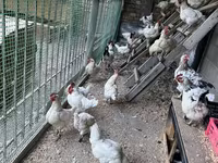 Chickens — ፎቶ 1
