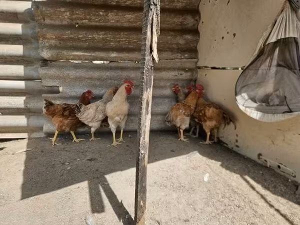Chickens