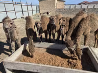 شتر ماده, Kazakh Bactrian camel — عکس 2