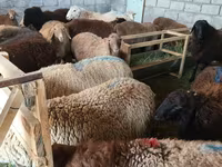 Ovce, Tian-Shan semifinewool sheep — foto 2
