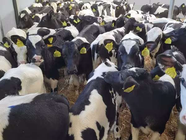 公牛, Holstein breed