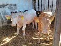 Býk, Simmental cattle — foto 2