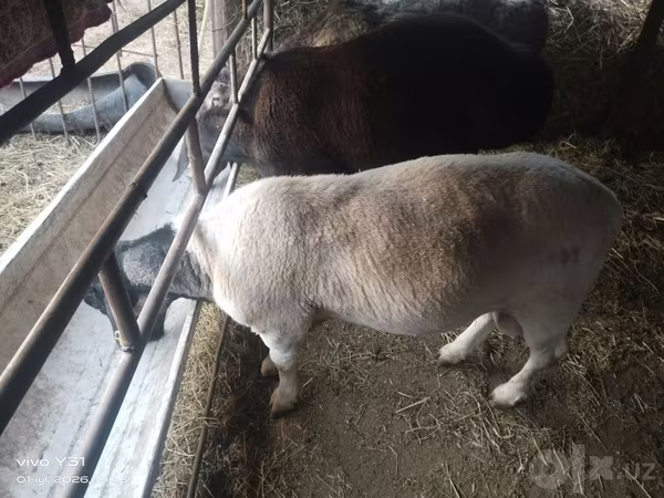 मेढ़ा, Dorper sheep