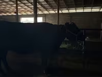 ላም, Latvian Blue cattle — ፎቶ 1