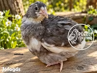 Quails — عکس 6