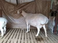 قوچ, Hissar sheep — عکس 3