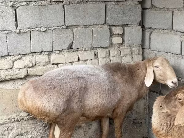 Kambing jantan, Arashan sheep