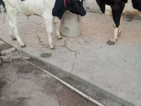 گاو ماده, Russian Black pied cattle — عکس 5