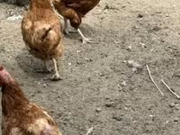 Chickens — 照片 4