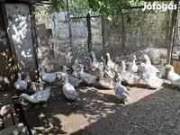 Ducks — ảnh 5