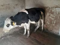 Byk, Russian Black pied cattle — zdjęcie 4