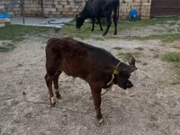 Vacă, Simmental cattle — foto 4