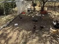 Chickens — 2. fotó